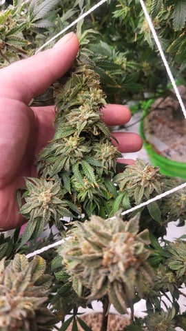 1st grow indoors(cardboard box to 2x2x4 to 5x5x6) — flower, day 139