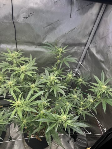 catpiss canyon & Apple Candie  — flower, day 6