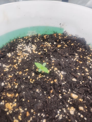 forgotten strawberry by mephisto genetics  — seedling_rooting, day 2