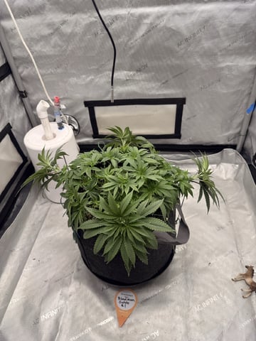 BloodMoon Gelato — vegetative, day 52