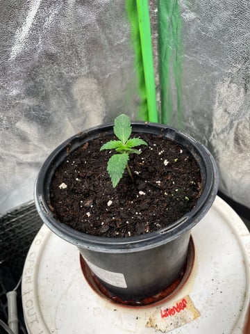 Lavender and Anesthesia Auto — vegetative, day 47