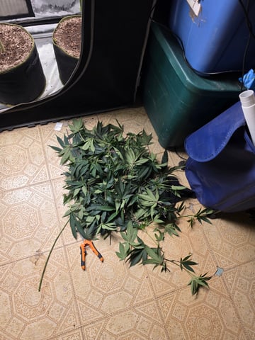 2x4 Tent — grow_setup, day 1