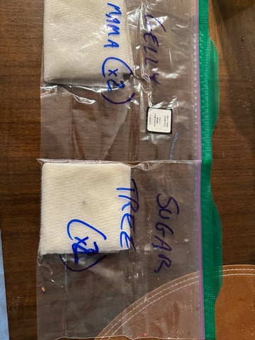 Gelly Mama and Sugar Tree — grow_setup, day 1