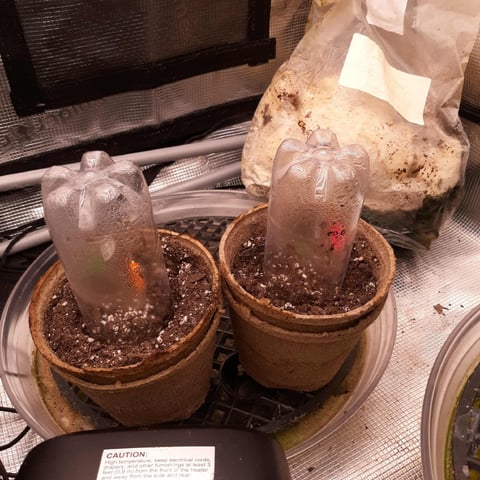 week 1 — flower, day 67