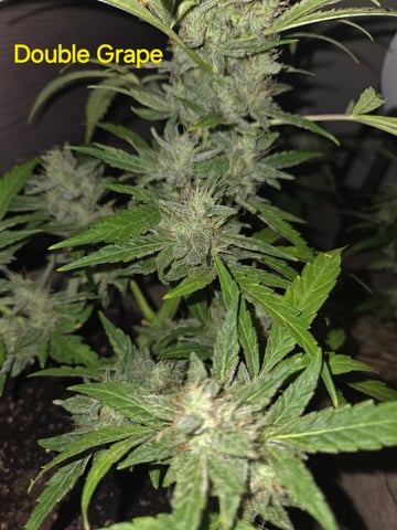 Outdoor Auto's (2nd set) — flower, day 49