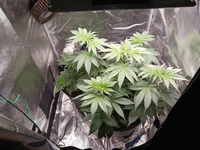 Gorilla Sherbert Feminized From Blimburn Seeds 