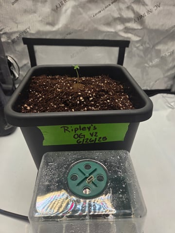 Ripley OG V2 — auto, day 1