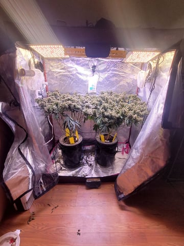 4th Grow — flower, day 13