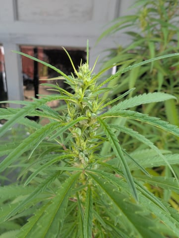 outdoor — flower, day 133