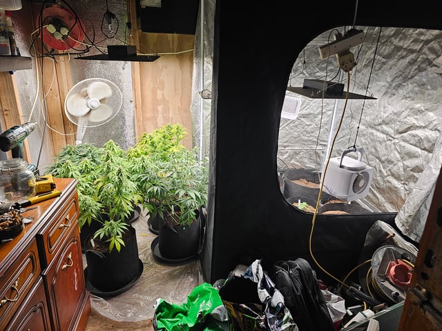 round 2 — flower, day 56