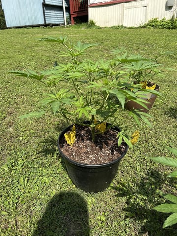 2026 Outdoor — vegetative, day 54