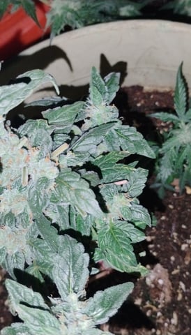 smoke  — flower, day 1