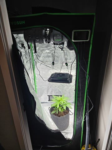 Gorilla Z auto — vegetative, day 44