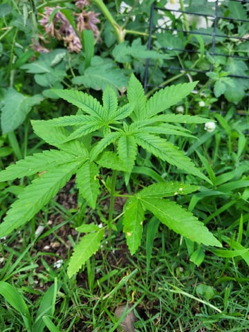 1st Gas — vegetative, day 2