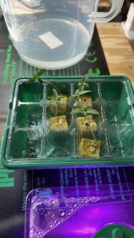 First grow — seedling_rooting, day 8