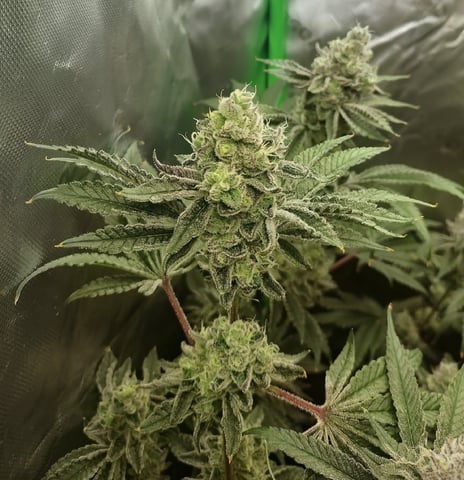 Mainely Genetics Micro Pheno Hunt — flower, day 85
