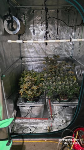 Grow #1 — harvest, day 115