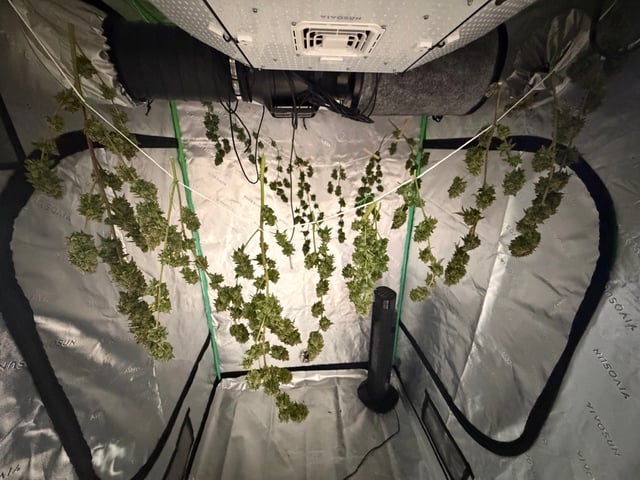 Bluntz Grow — flower, day 98