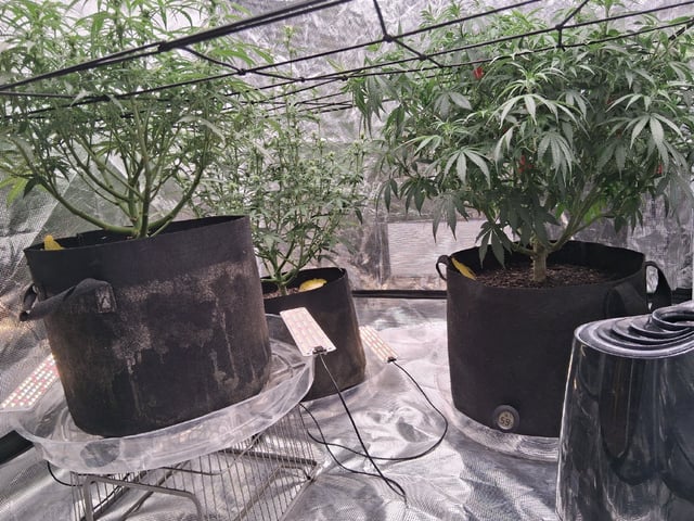 Seedman mix auto & seedman mix auto & GodFather OG — auto, day 66