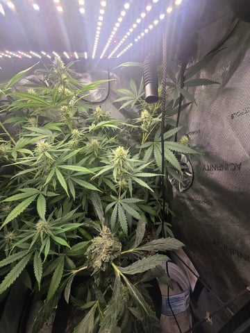 Indoor