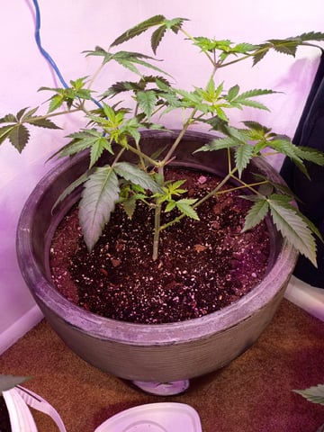 Round Deuce  — vegetative, day 51