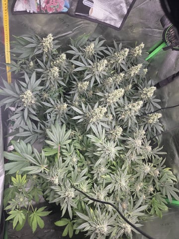 White Widow + Papaya Bomb — flower, day 98