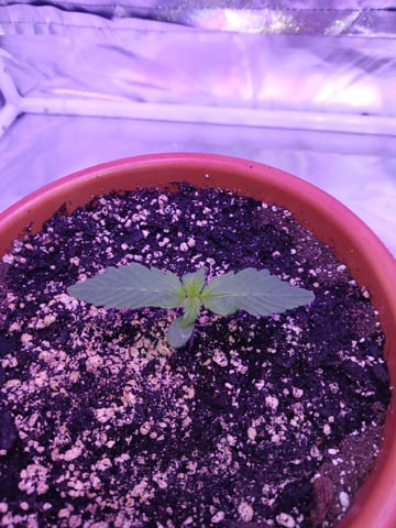 CountryG  — seedling_rooting, day 13
