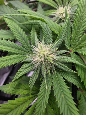 First Grow — flower, day 92