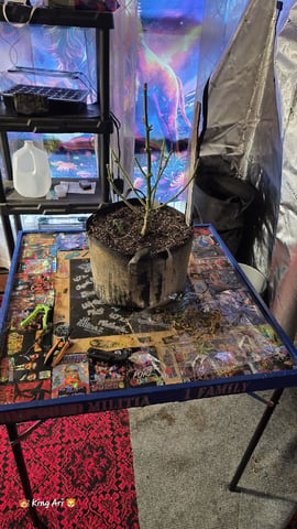 Slightly Stoopid Fruits  — harvest, day 110
