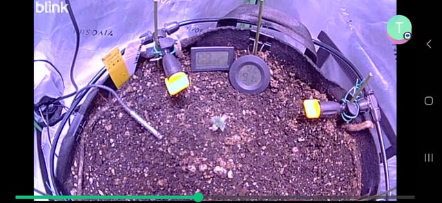 Royal Cookies (Auro) — seedling_rooting, day 1