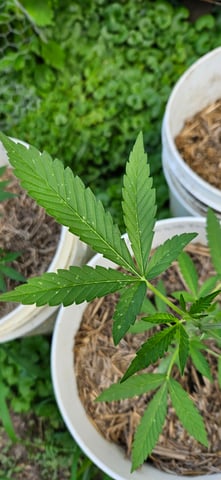 girl scout cookies (auto) — flower, day 67