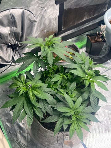 s1 Jokerz — vegetative, day 59
