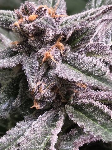 Special Kush#1 and Purple Queen Auto  — flower, day 116