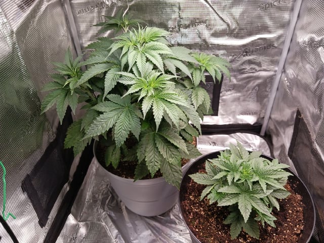 Gorilla Sherbert Feminized From Blimburn Seeds  — vegetative, day 30