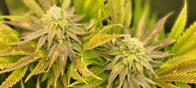 $chooners Grow — flower, day 28