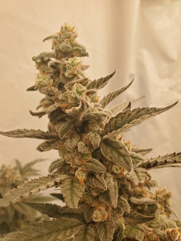 Alien Rock Candy & Grape Deebo — flower, day 103