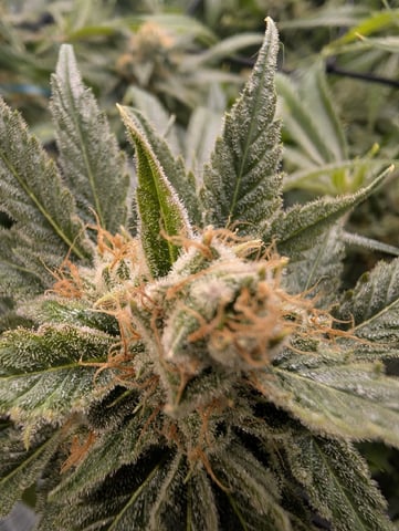 Cinderella 99 -C99 — flower, day 107