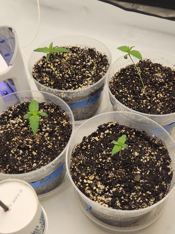 Rings of Saturn & Ghostboosters - Apollo Haze Artisanal Line — seedling_rooting, day 10