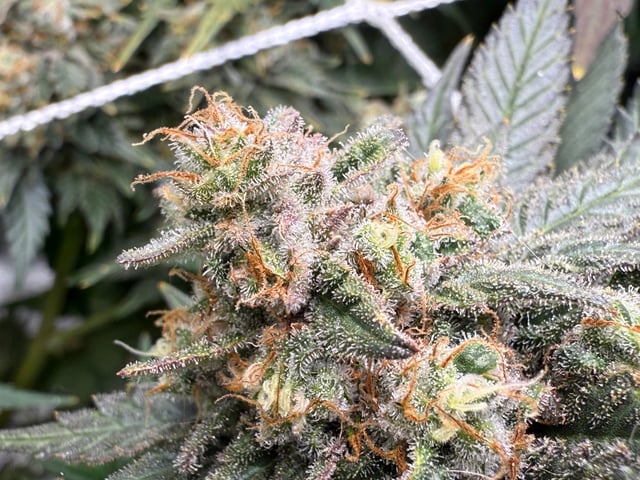 Green Gelato — flower, day 106