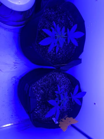 Gelly Mama and Sugar Tree — vegetative, day 31