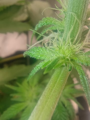 lil Slurry, first grow — flower, day 51