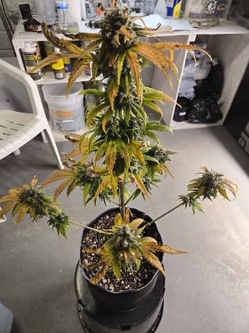 Mimosa Sunrise XXL 3x3 tent — flower, day 57