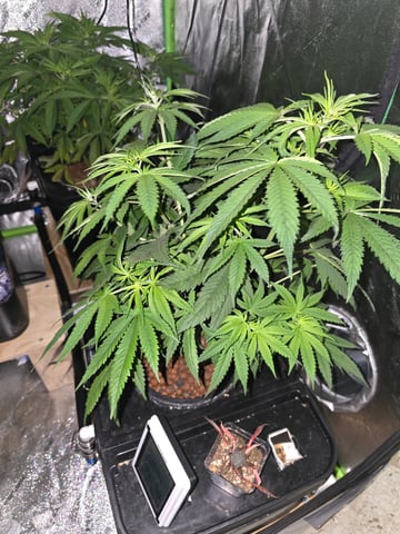 Growing — flower, day 69