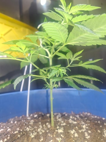 5 Random Seeds in a pot I found in my grinder. — vegetative, day 31
