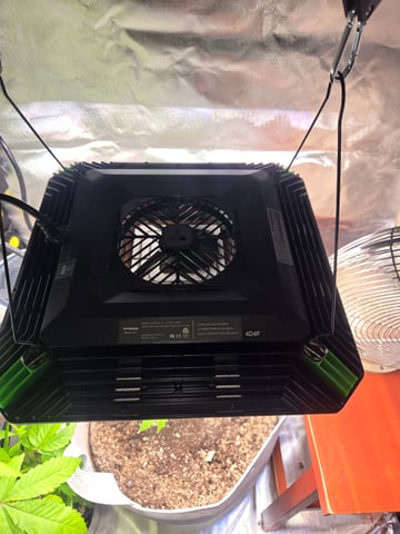 Looking for advice! — vegetative, day 7