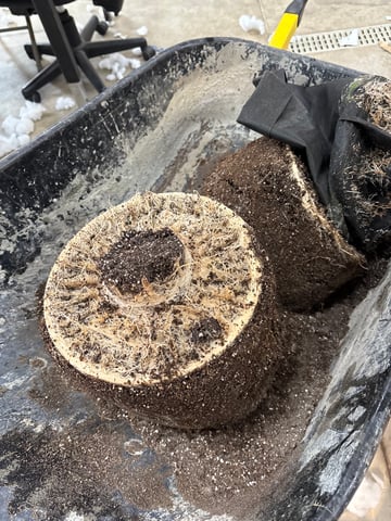 Grow Shed Grow #1 — harvest, day 83