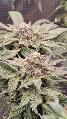 mc nuggets r1 — flower, day 92