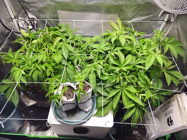 Kushberry Moonrocks — vegetative, day 33