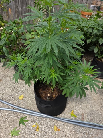 lemon drizz — flower, day 49