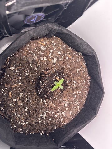 My First Grow — seedling_rooting, day 9